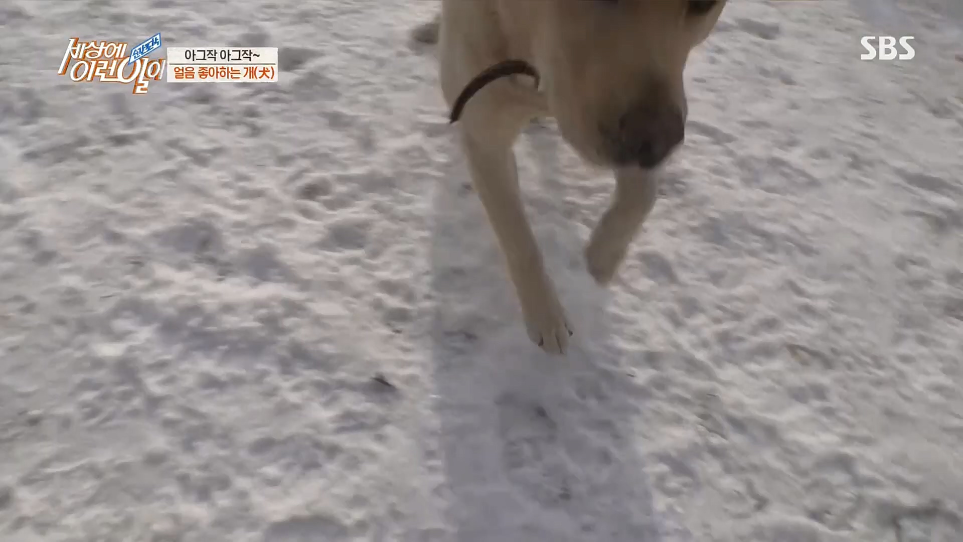 순간포착 세상에 이런일이.E1212.230103p.H264-F1RST.mp4_20230105_192335.770.jpg