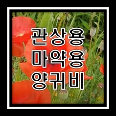 마약용 양귀비&#44; 관상용 양귀비 구별법