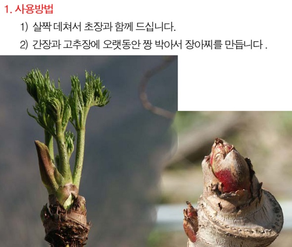 6시내고향-두릅-충북-청주-정도두릅영농조합