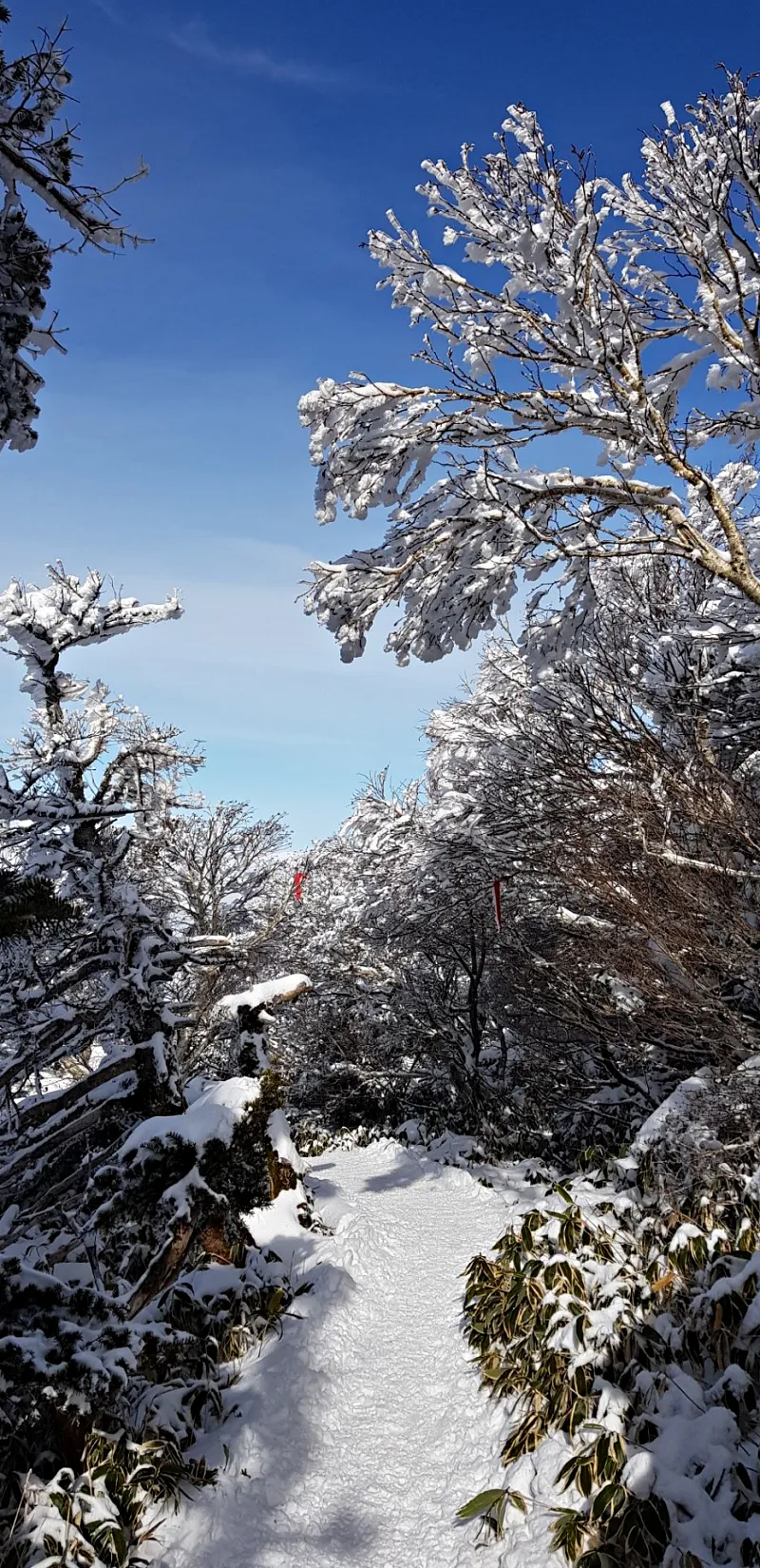 제주 한라산 설경 겨울왕국