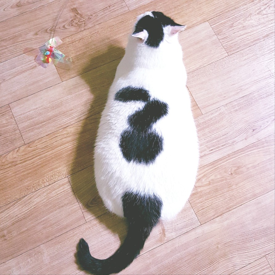 고양이가 엎드려 있고 그옆에는 고양이 낚시대 장난감이 있다.