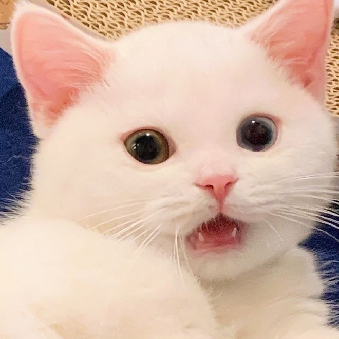  커여운 애기꽁냥이 사진