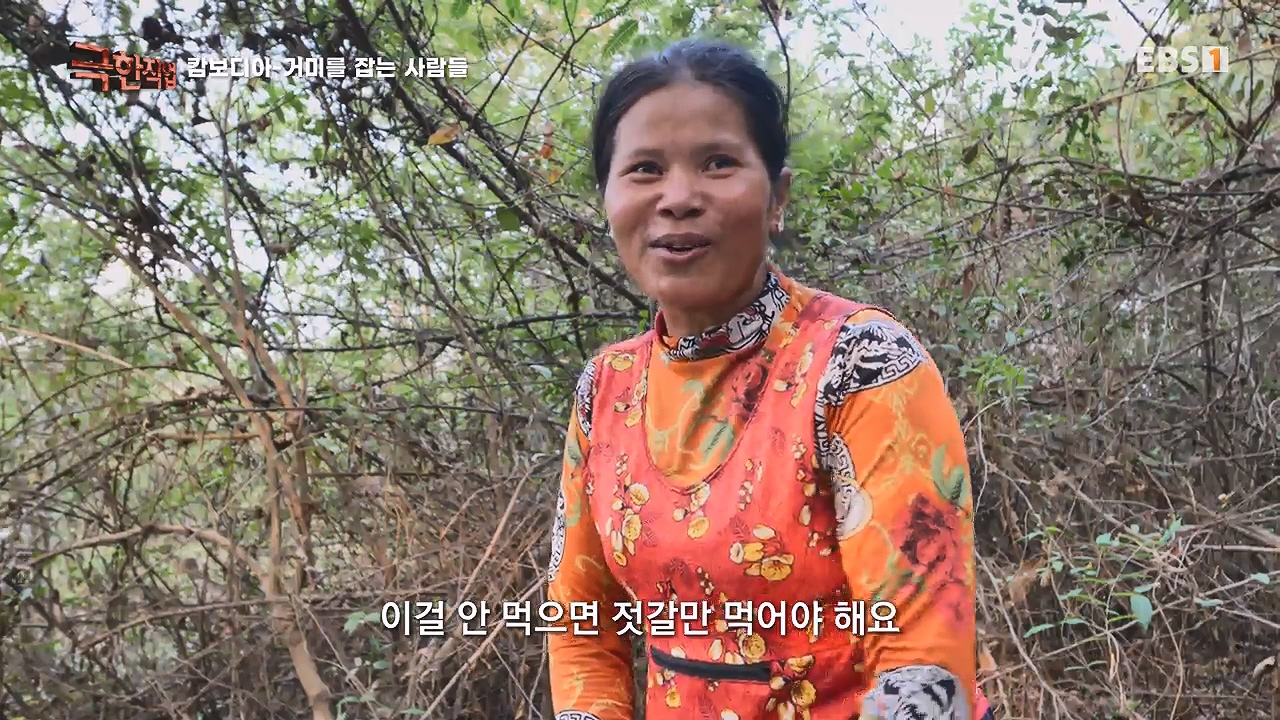 TV - 전 국민의 평생학교 EBS캄보디아 - 독충을 잡는 사람들.mp4_20230501_172632.391.jpg