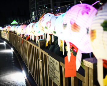 무안 연꽃축제_13