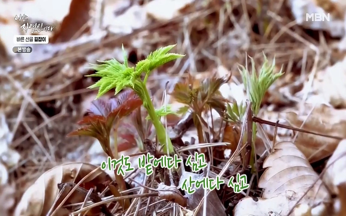 나는 자연인이다.E499.220428p-NEXT.mp4_20220428_175939.843.jpg