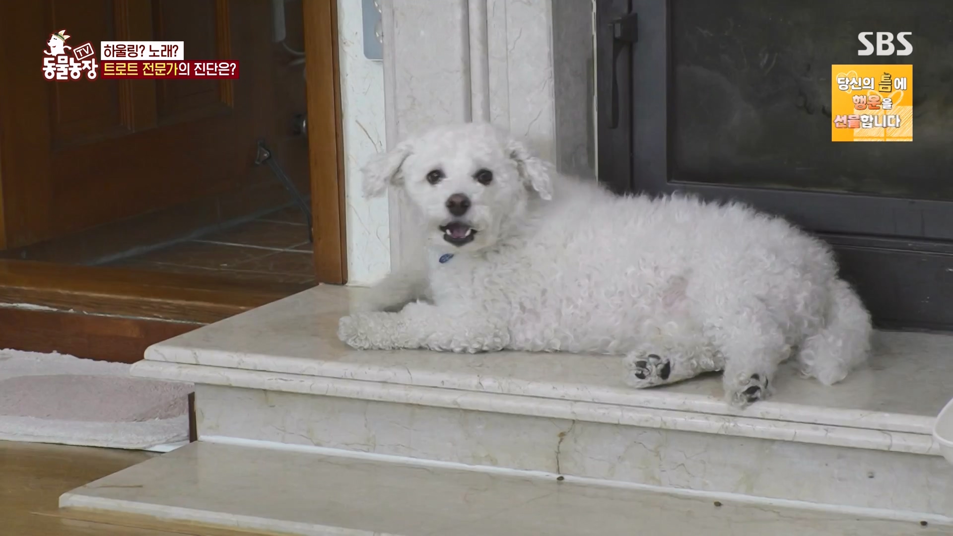 TV 동물농장.E1166.240407p-NEXT.mp4_20240407_164503.678.jpg