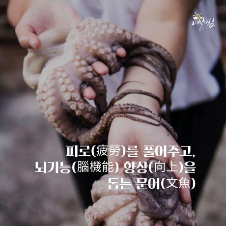  [매일아침좋은글] 피로(疲勞)를 풀어주고, 뇌기능(腦機能) 향상(向上)을 돕는 문어(文魚)