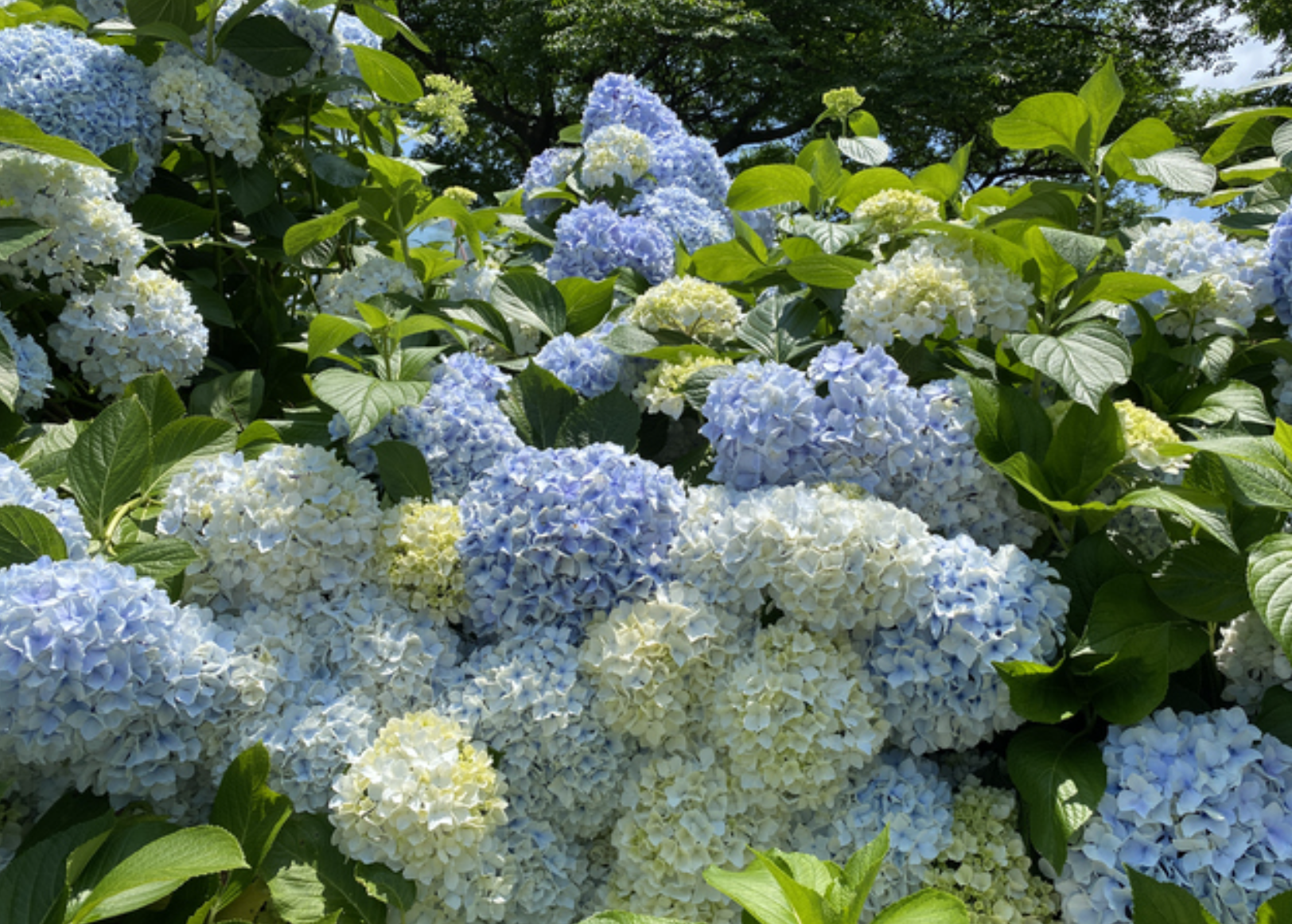 화담숲 수국축제