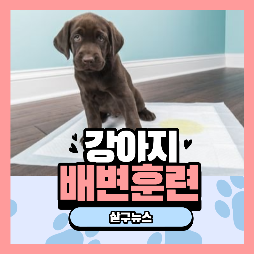 강아지 배변훈련 하는 방법(+ 훈련시기 산책 마킹 배변패드 훈련 팁)