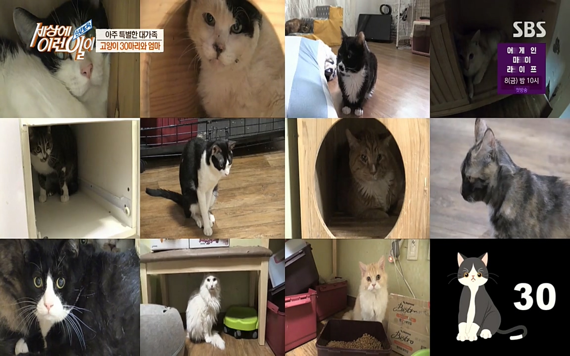 순간포착 세상에 이런일이.E1173.220330p-NEXT.mp4_20220330_173950.342.jpg