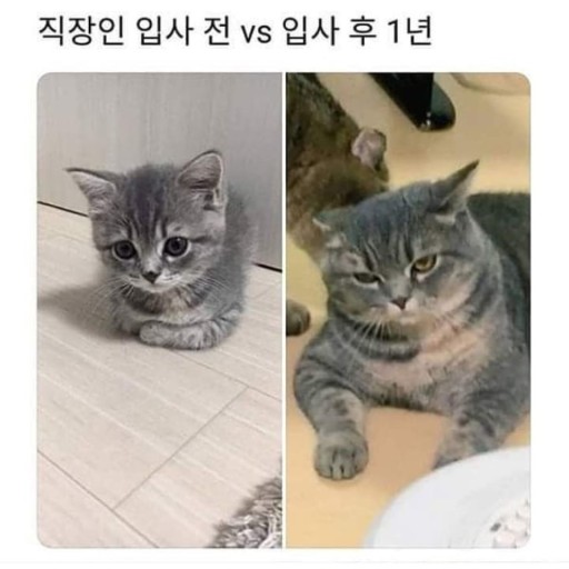 직장인 입사 전과 입사 1년 후의 변화를 잘 보여주는 짤이다.
입사 전의 짤은 겁을 먹은 고양이의 사진이고&#44; 입사 1년 후의 짤은 살이 찐 건방진 표정의 고양이 사진이다.