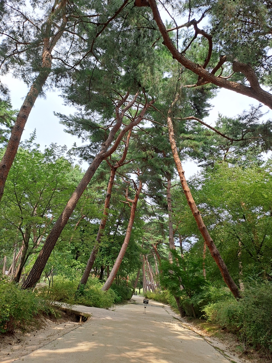 태릉의멋-노송_04
