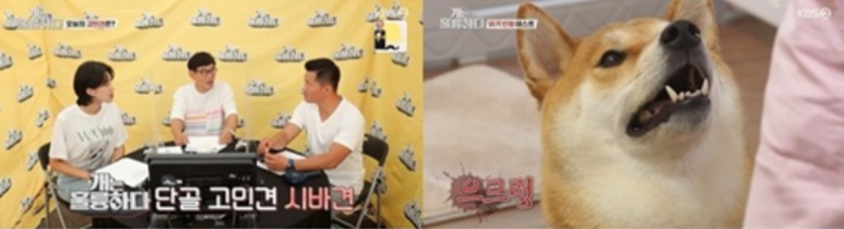 하태 시바견 개는 훌륭하다 고민견 하태 시바견강형욱 13개월 아기와 10