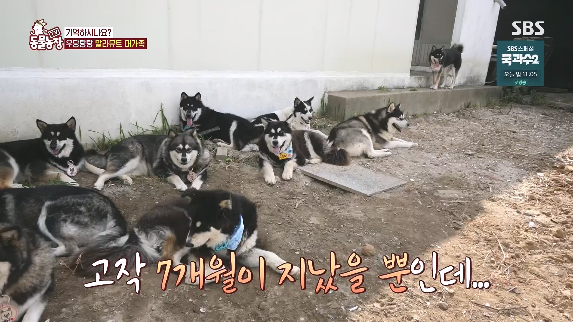 TV 동물농장.E1136.230903p.H264-F1RST.mp4_20230903_180333.462.jpg
