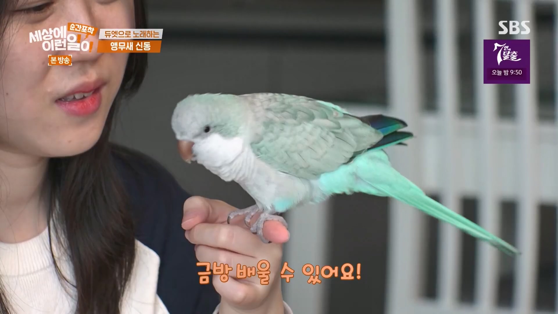 순간포착 세상에 이런일이.E1247.230923p.H264-F1RST.mp4_20230924_152653.285.jpg