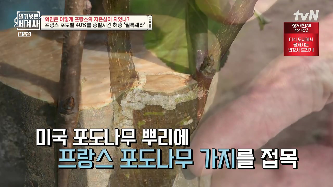 벌거벗은 세계사.E121.231018p-NEXT.mp4_20240518_164802.620.jpg