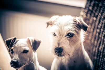 잭 러셀 테리어(Jack Russell Terrier)이미지