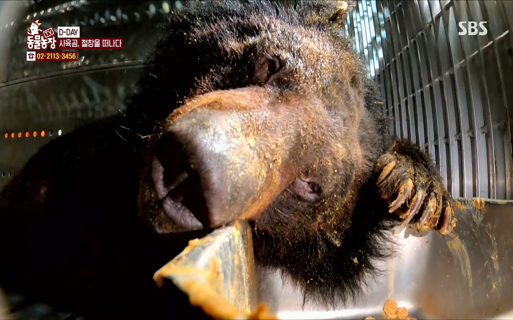 TV 동물농장.E1063.220403p.H264-F1RST.mp4_20220403_175134.087.jpg