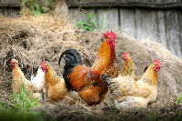 A group of hens and a rooster walking together in an outdoor free-range environment