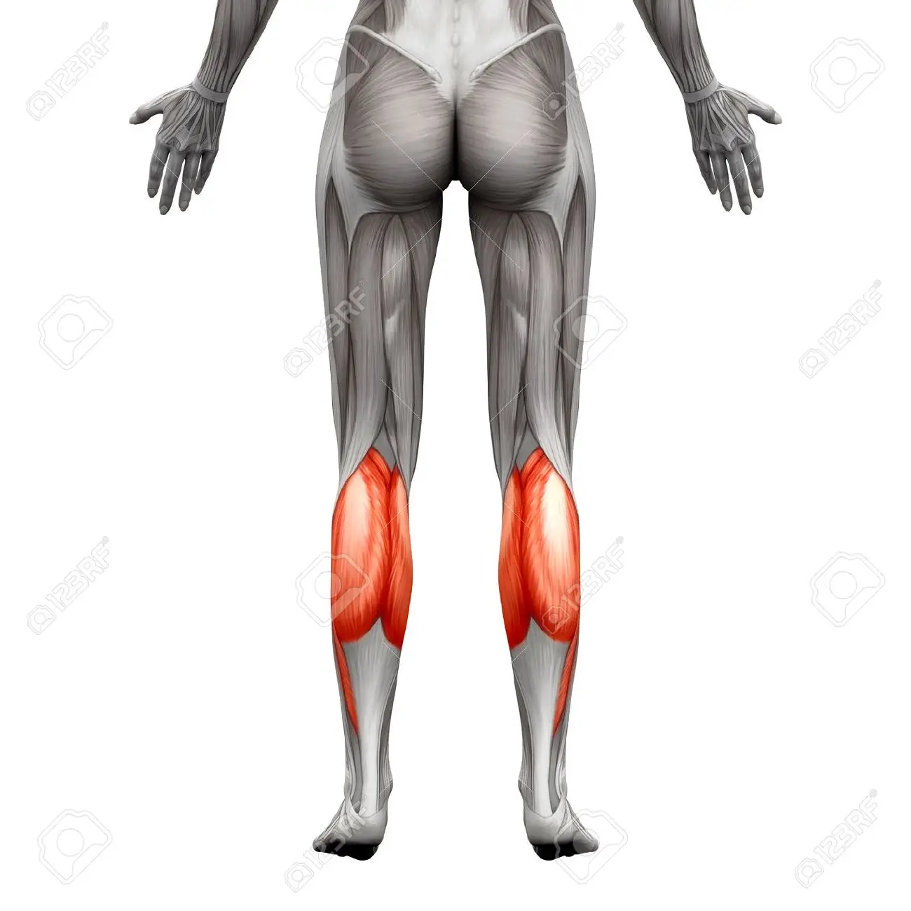  비복근 스트레칭 운동법과 기능