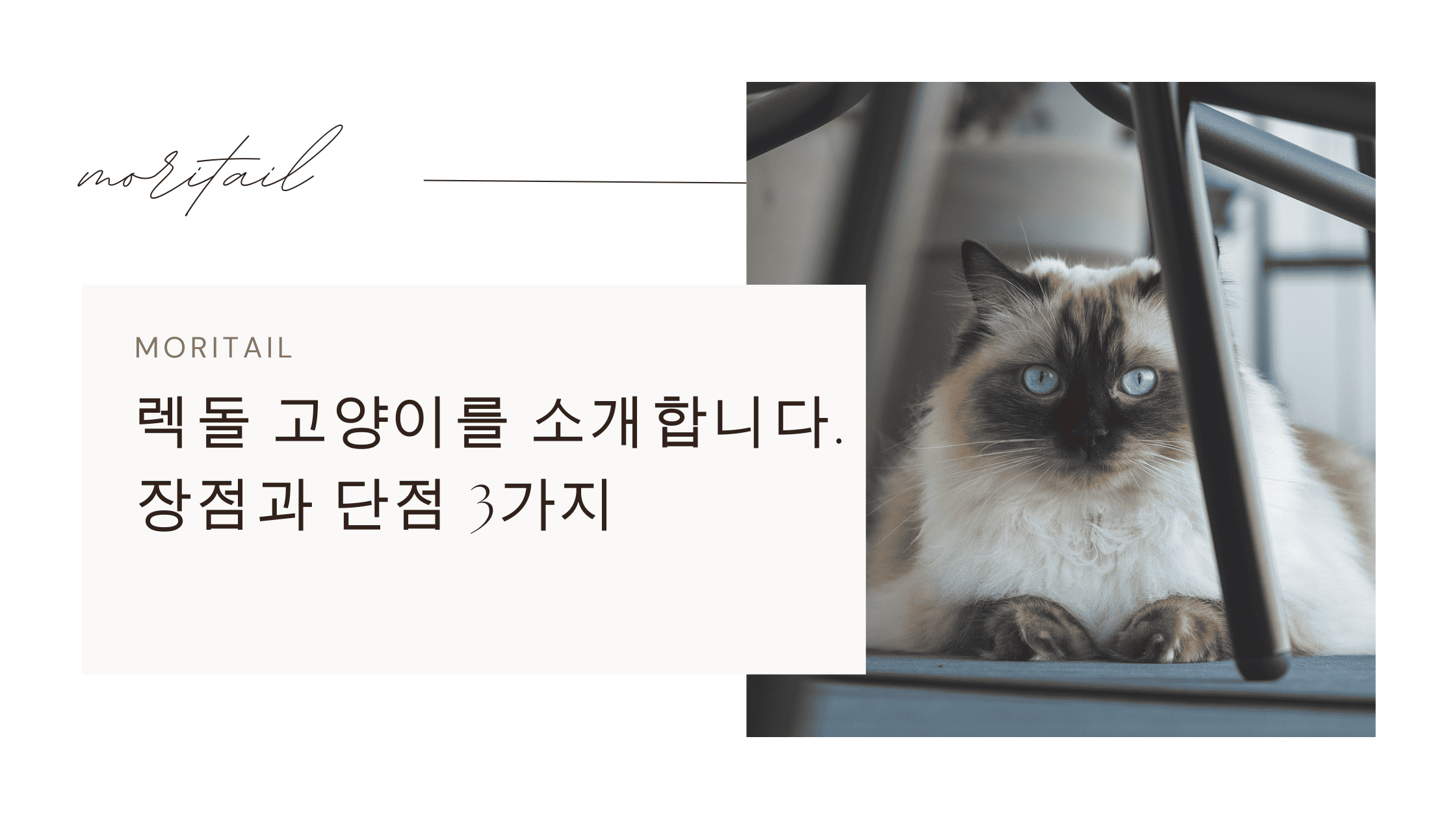 렉돌 고양이를 소개합니다. 장점과 단점 3가지