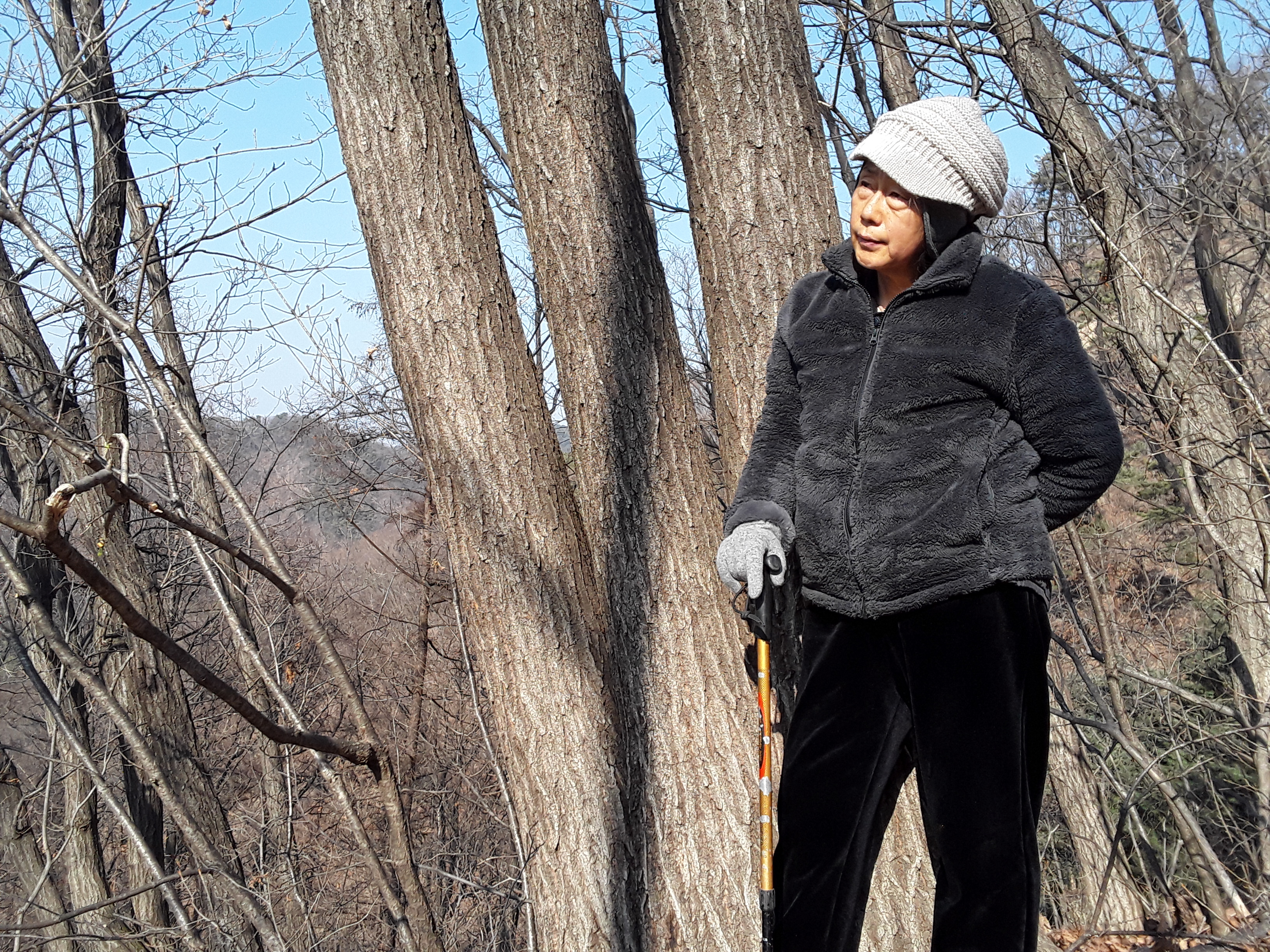 삼형제 나무 이미지