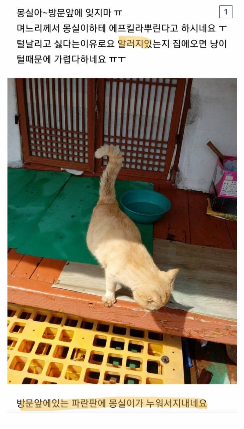  길 고양이 보고 생각 날때 보는 캣맘 레전드 모음.JPG
