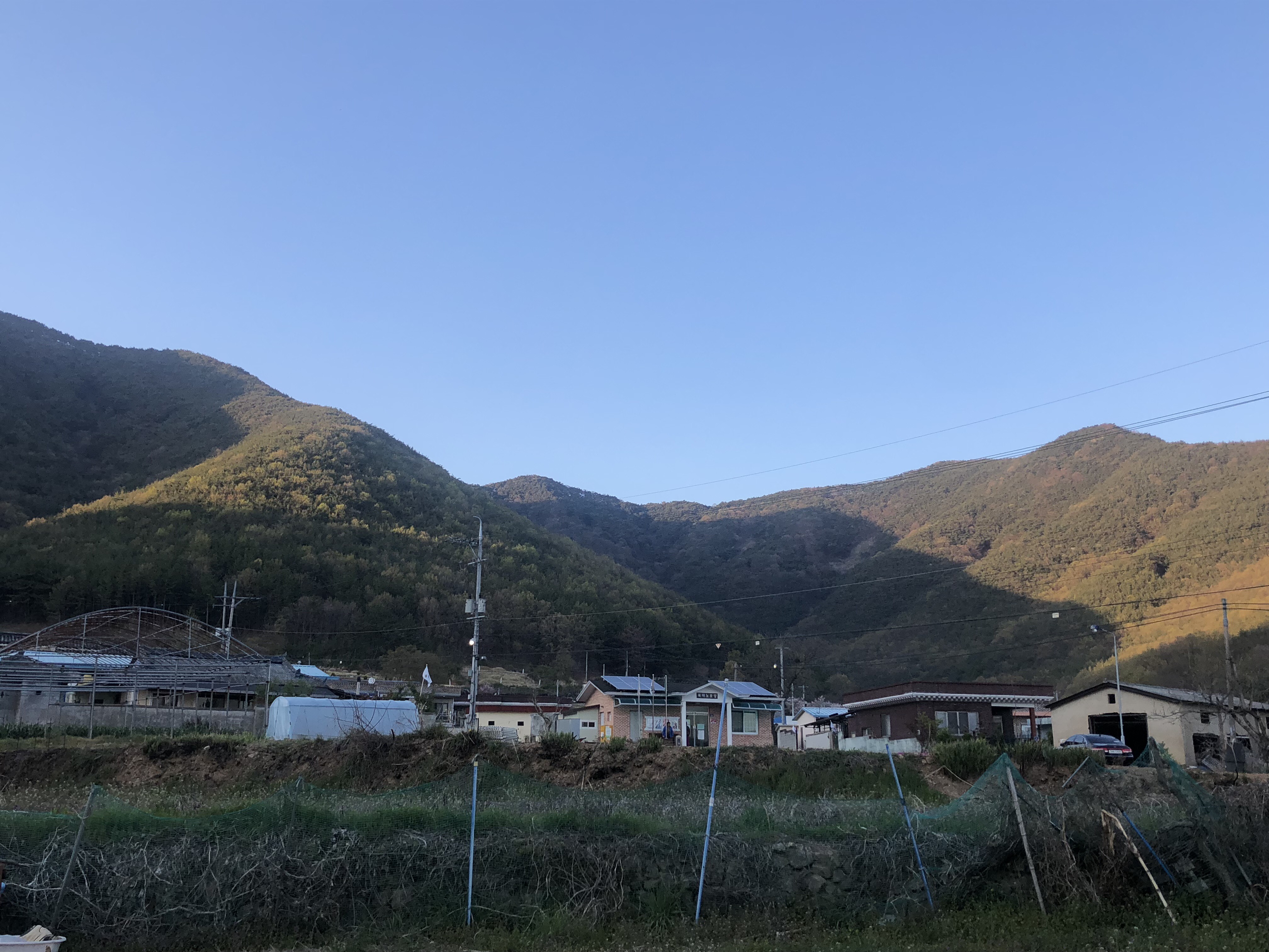  식목일 일기/나무심기(체리, 블루베리, 포도, 아로니아)/돼지감자/인삼 씨뿌리기