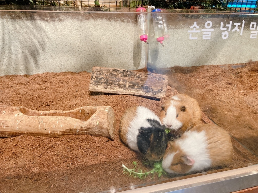 기니피그 키우기 기니피그 키우기수명과 주의점 (집 9