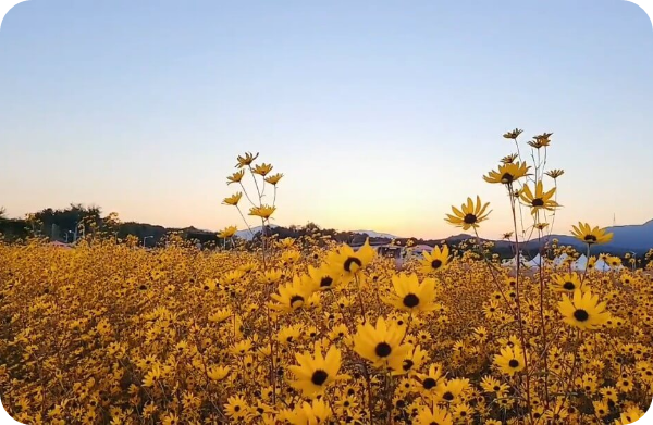 경기도 꽃구경 가볼 만한 곳