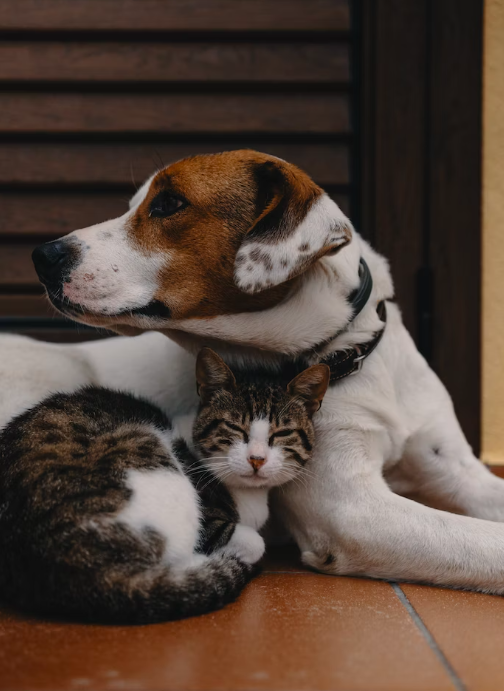 강아지와 고양이 사진