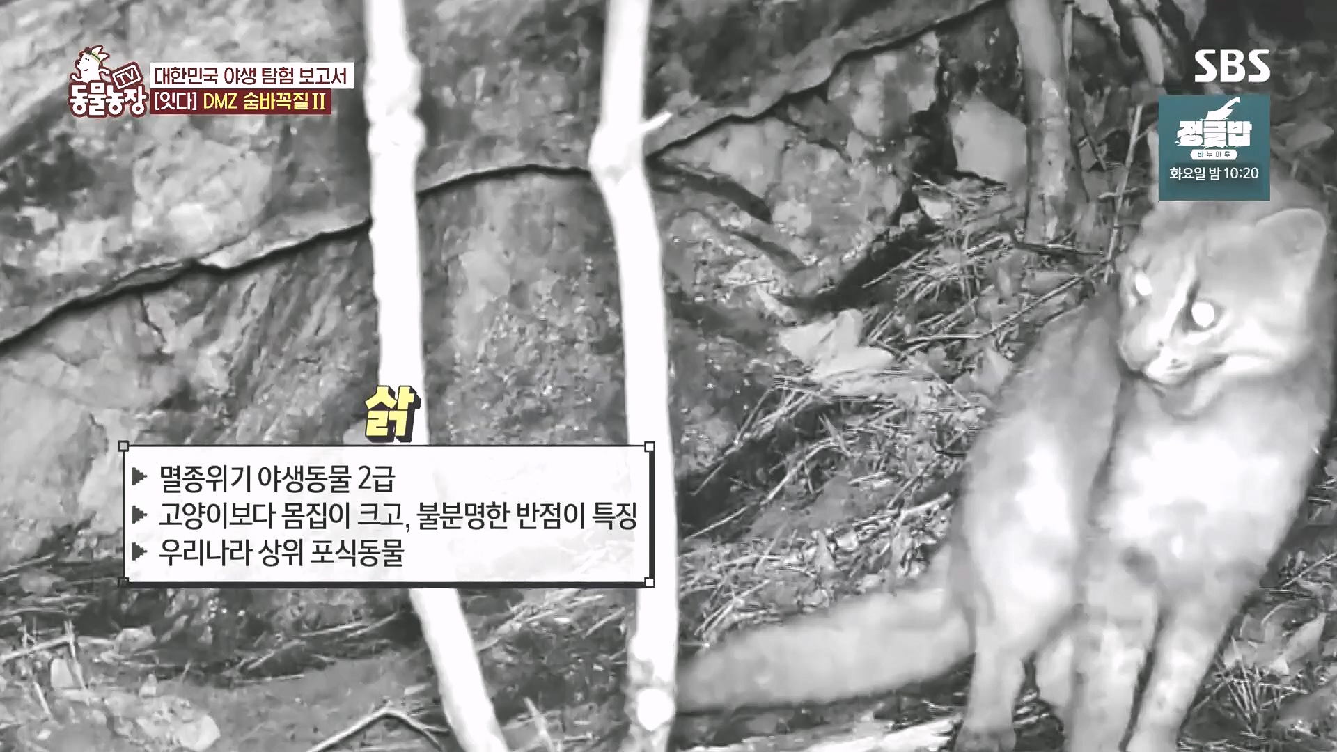 TV 동물농장.E1185.240818p.H264-F1RST.mp4_20240818_160414.646.jpg