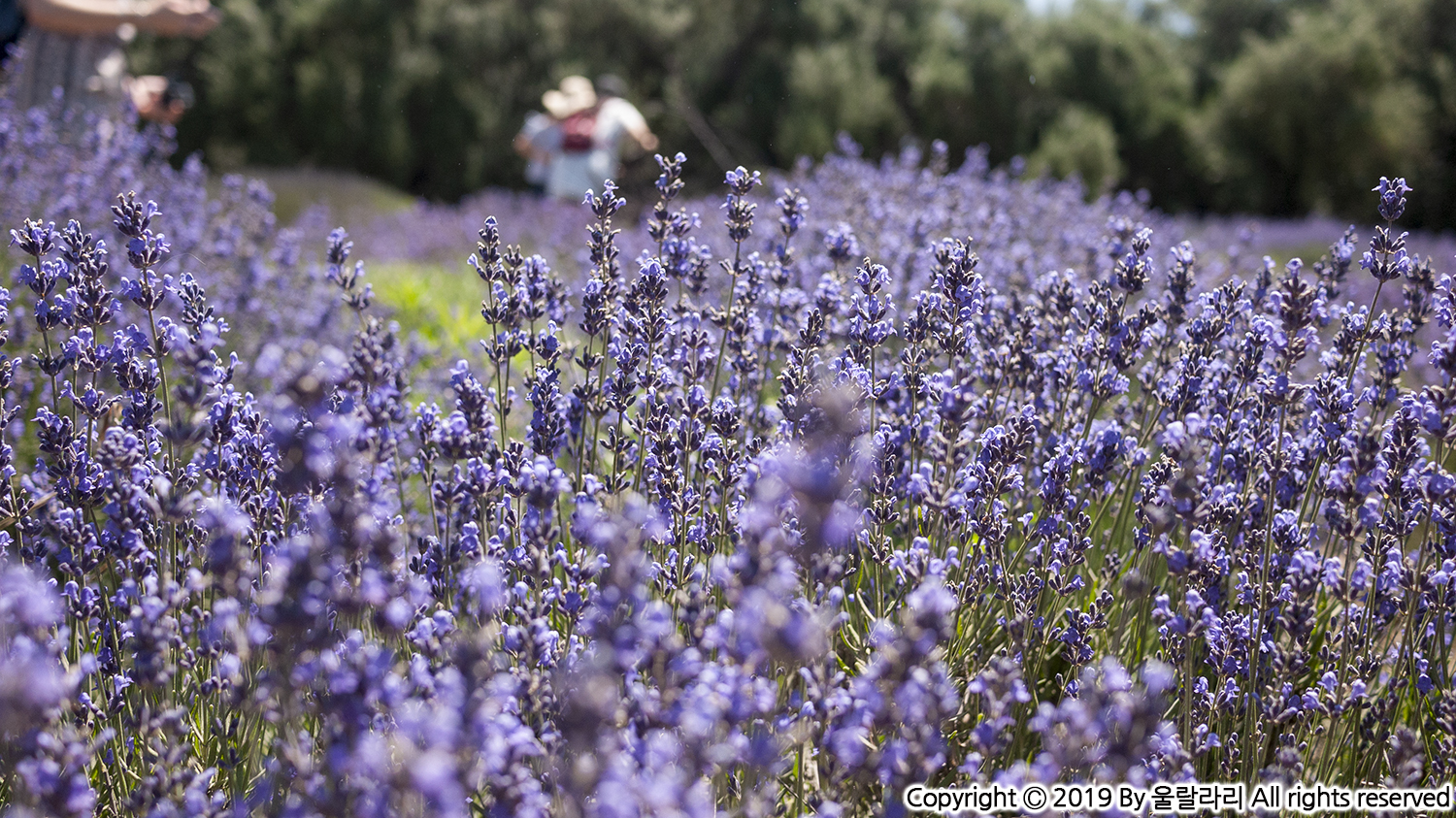 캘리포니아 라벤더 페스티발 lavender festival