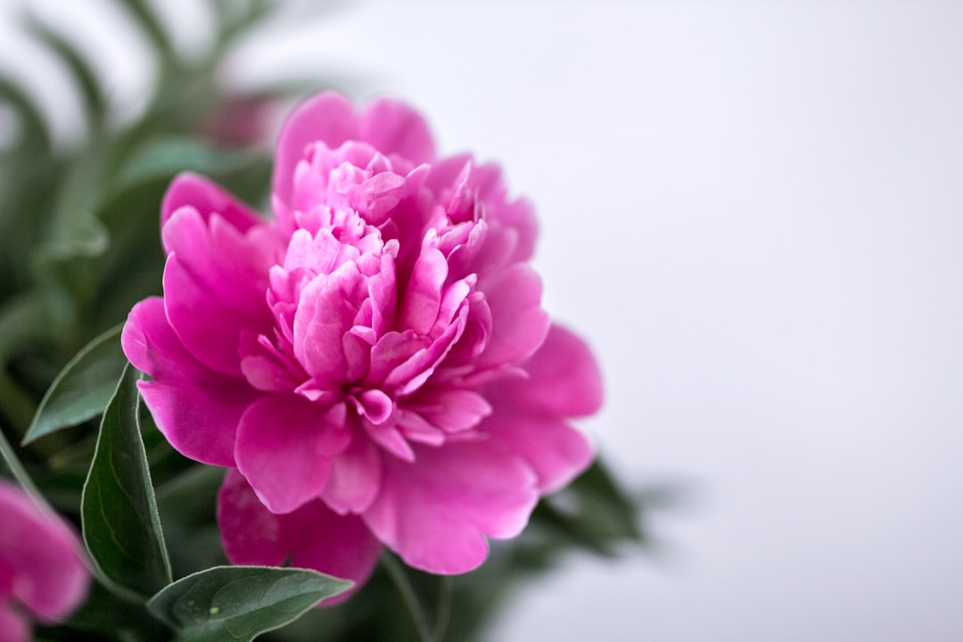 flower