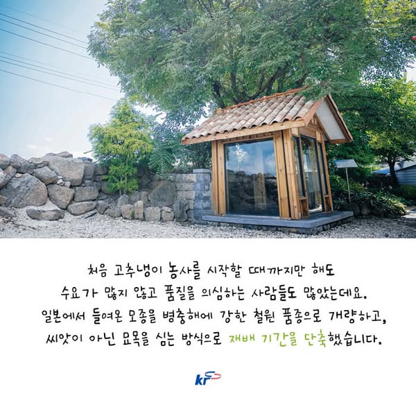 철원 고추냉이