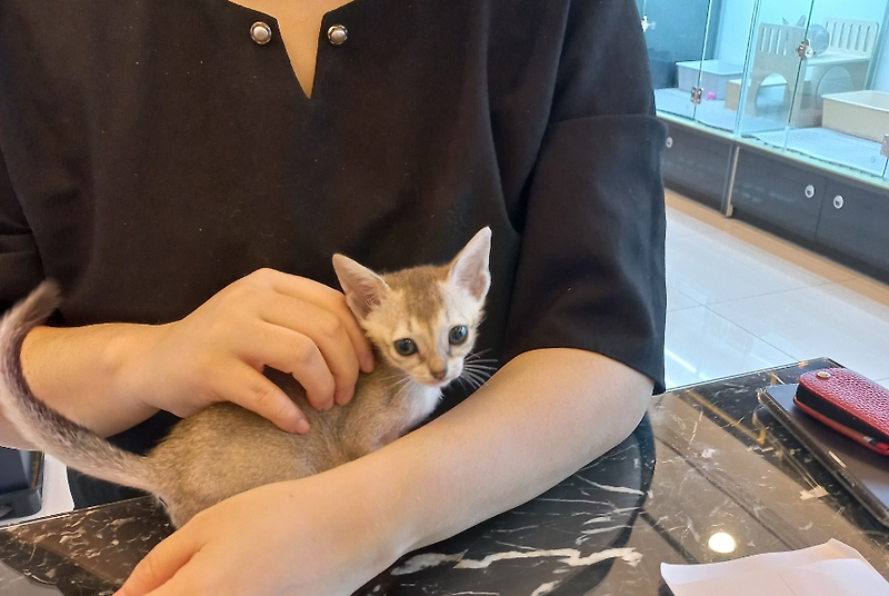 양이네 이미지