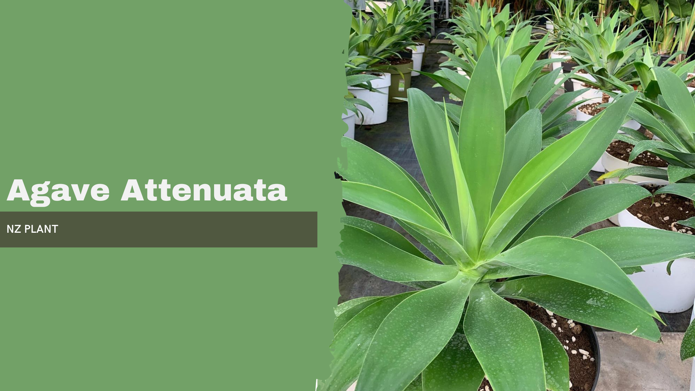 Agave Attenuata