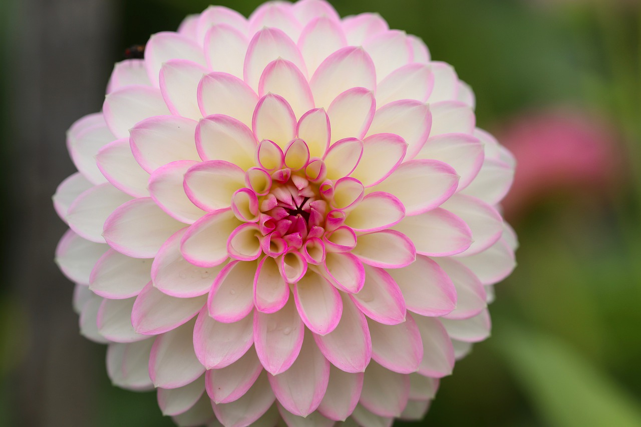  영원한 사랑, 달리아(Dahlia)