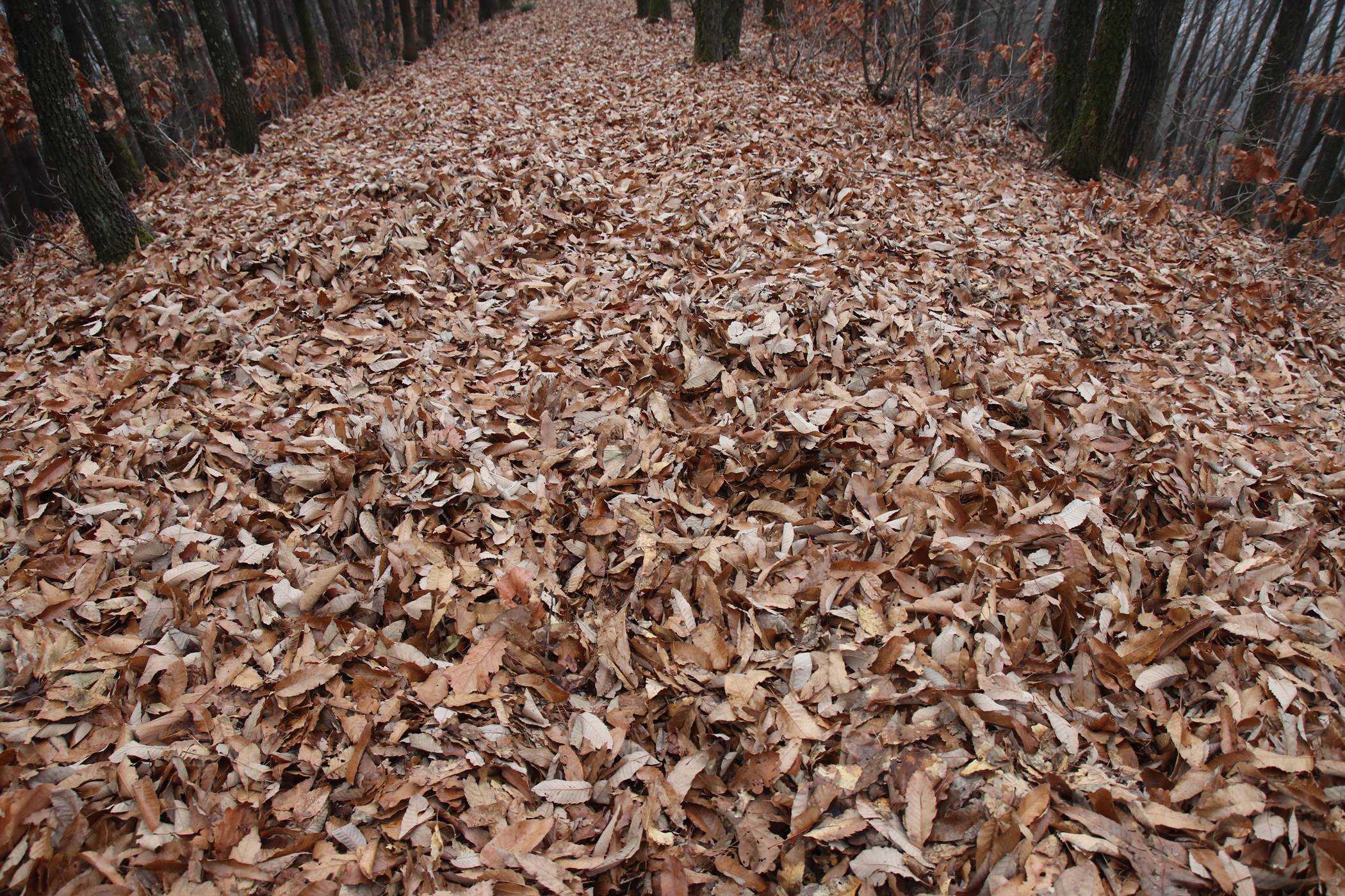 경남 의령군 국사봉 05 37