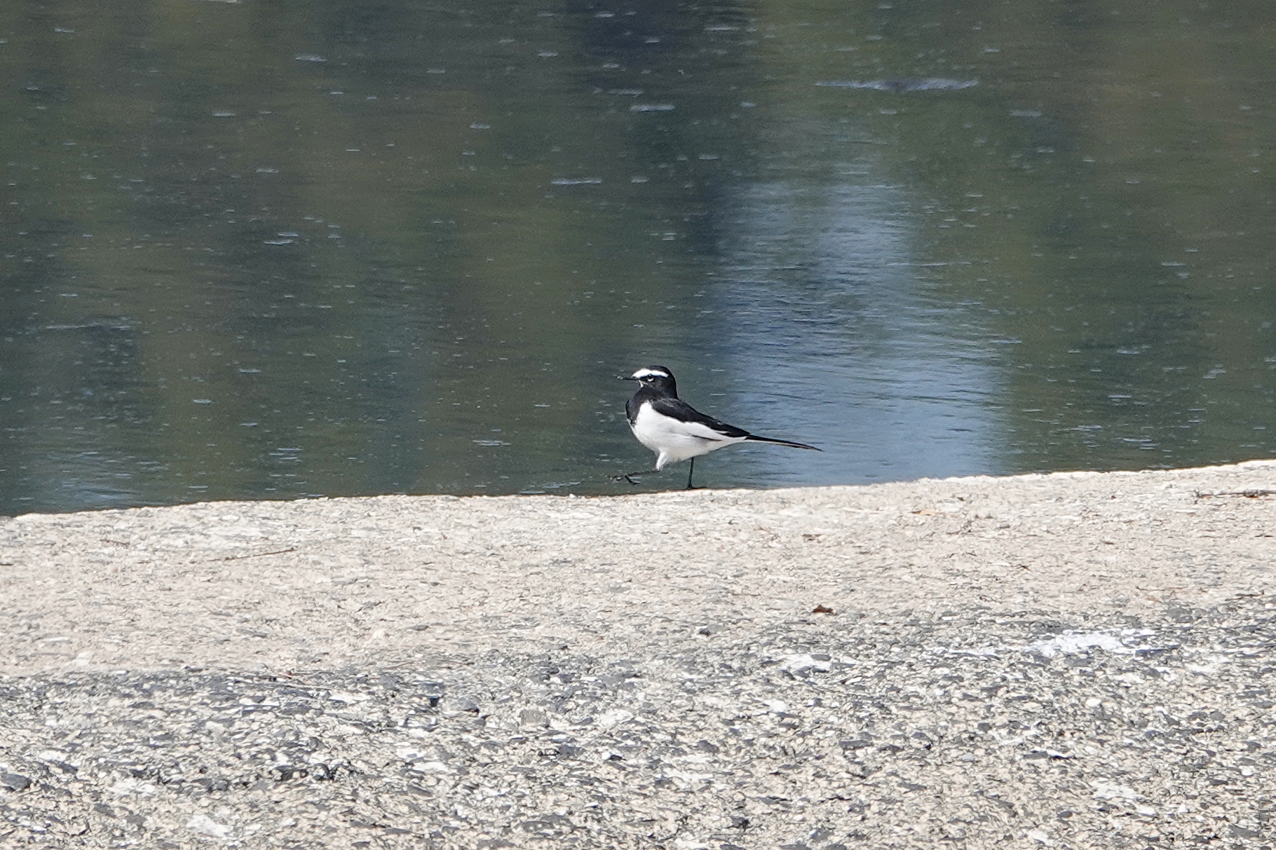  산청군 신안면 단계천, 신등천의 검은등할미새(Japanese Wagtail), 비오리(Common Merganser), 검은흰죽지/적갈색흰죽지(Ferruginous Duck)
