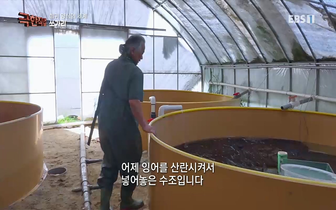 TV - 교육의 중심 EBS희귀 양식의 세계 - 참다랑어, 연어, 쏘가리.mp4_20220829_200238.868.jpg
