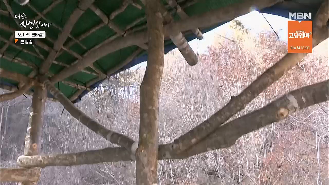 나는 자연인이다.E546.230323p.H264-F1RST.mp4_20230323_201541.195.jpg