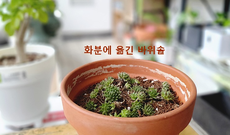 화분에 옮긴 바위솔