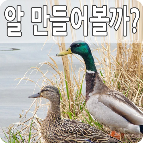  기러기 알 달걀 차이와 영양