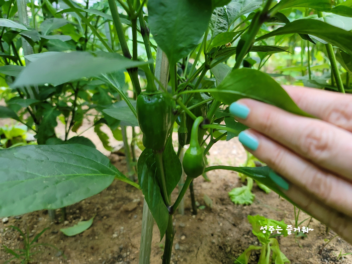아파트 정원작물 할라페노 고추 재배, 고추씨 심기, 묘목 심기, 수확, 피클 만들기 12