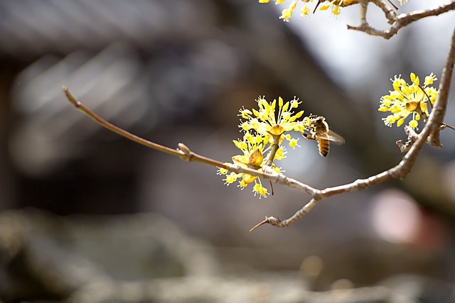 산수유꽃