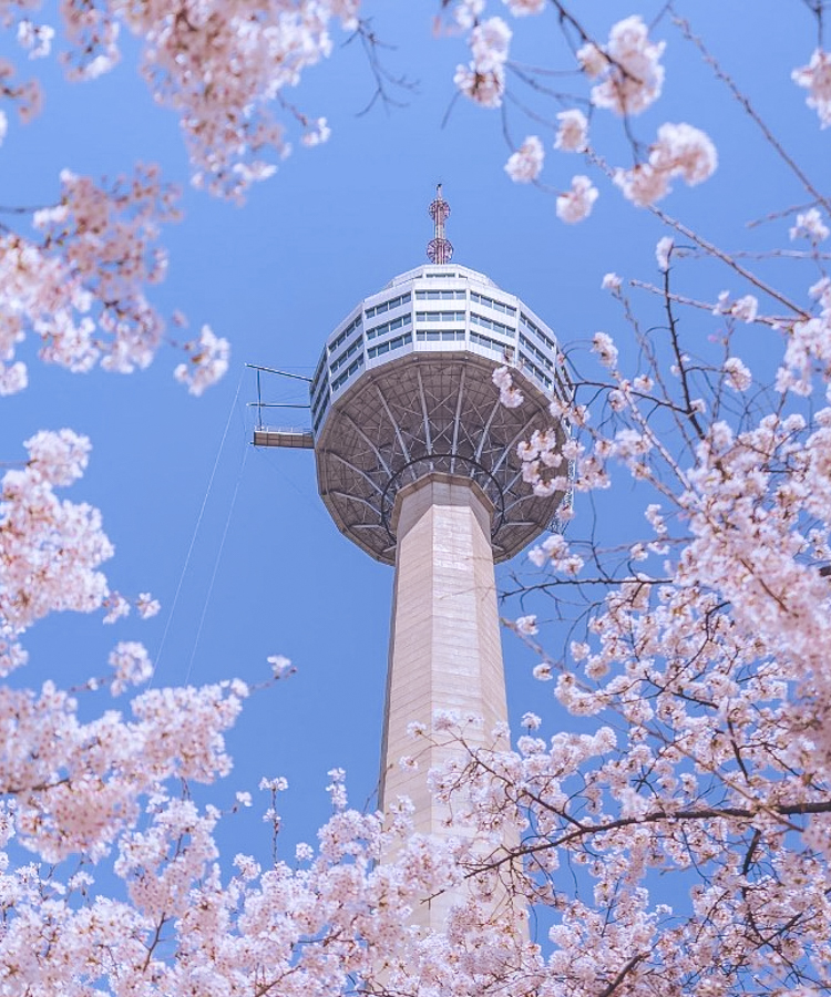 벗꽃축제