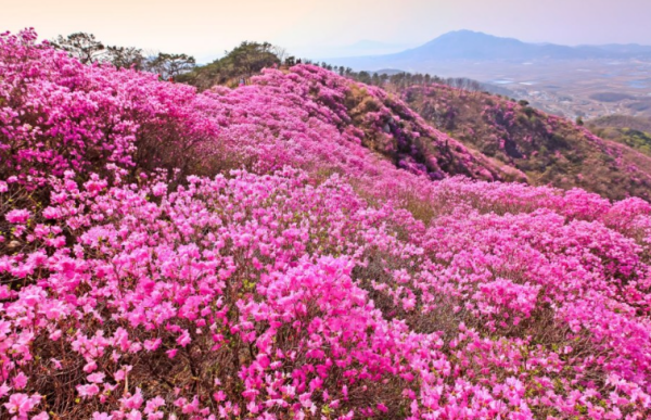 강화 고려산 진달래 꽃구경