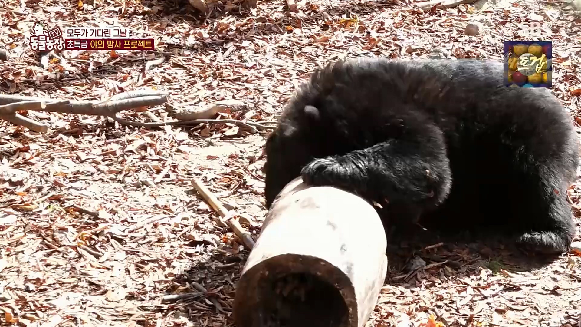 TV 동물농장.E1096.221120p.H264-F1RST.mp4_20221120_193725.055.jpg