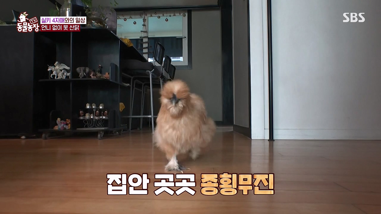 TV 동물농장.E1175.240610p-NEXT.mp4_20240609_160248.299.jpg